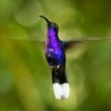 Kolibrik fialkovy - Campylopterus hemileucurus - Violet Sabrewing 5147